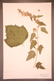 Althaea officinalis RCPGdnHerbarium (252).JPG